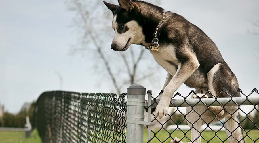 are malamutes escape artists