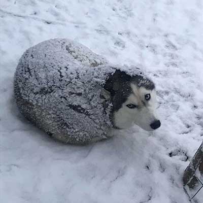 when do huskies shed their coat
